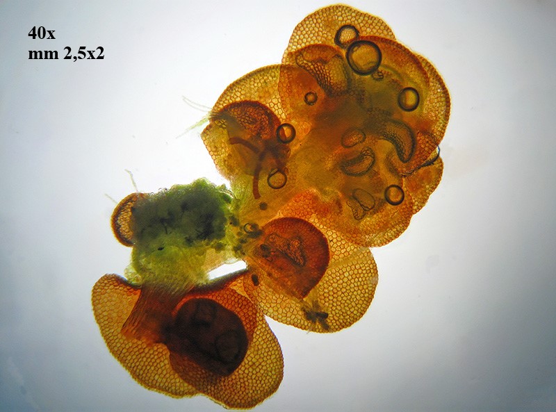 Calypogeia muelleriana?